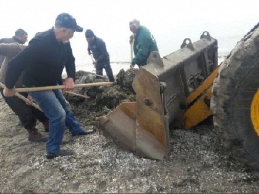 В Бердянске коммунальщики дали бой морским водорослям (ФОТО)