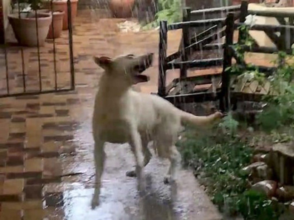 «Настоящий восторг»: в ЮАР собака впервые увидела дождь (ВИДЕО)