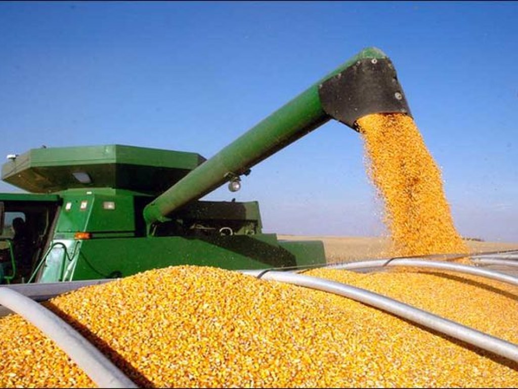 В 2019 году урожай украинской кукурузы будет меньше прошлогоднего – нардеп