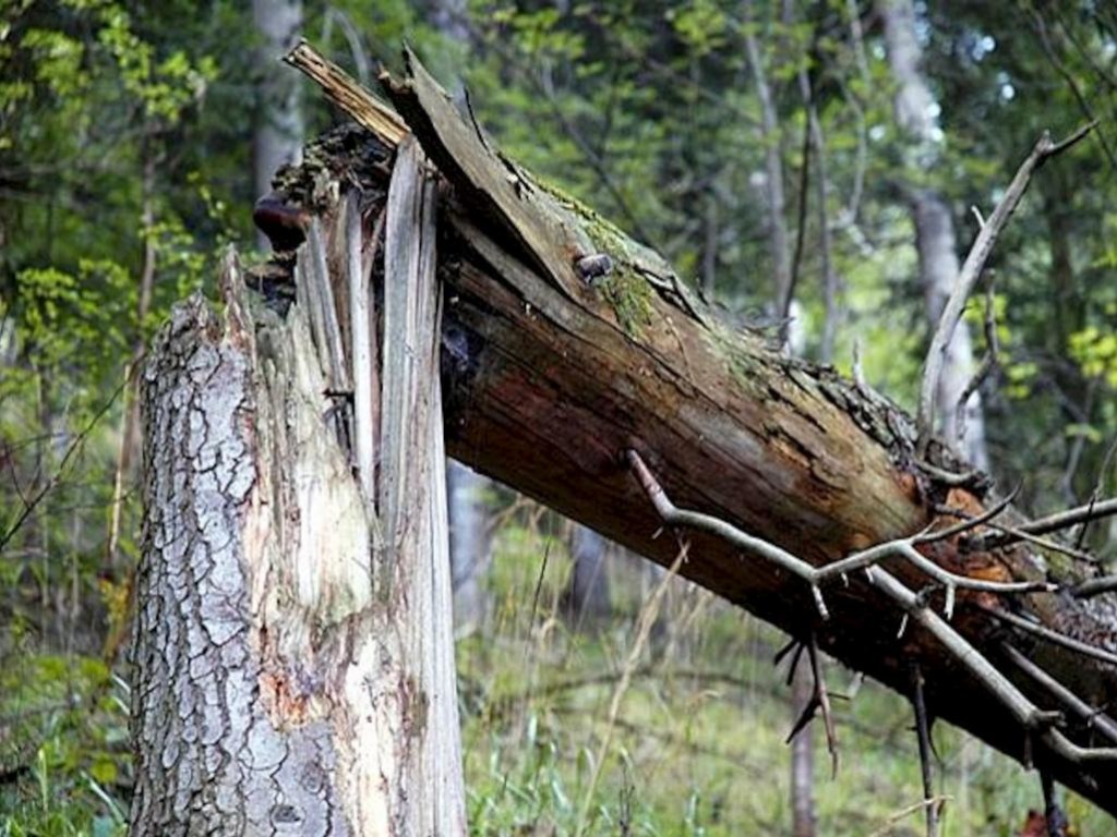 Ураган в Украине: На Киевщине прохожие чудом спаслись от огромного дерева, упавшего в сантиметре от них (ВИДЕО)