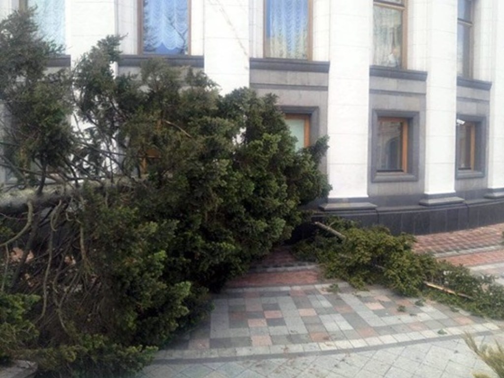 Упавшее дерево заблокировало выход из Рады (ФОТО)