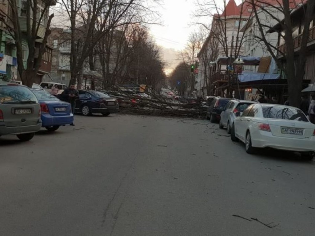 В центре Днепра поломанное дерево повредило автомобили и парализовало движение транспорта (ФОТО)