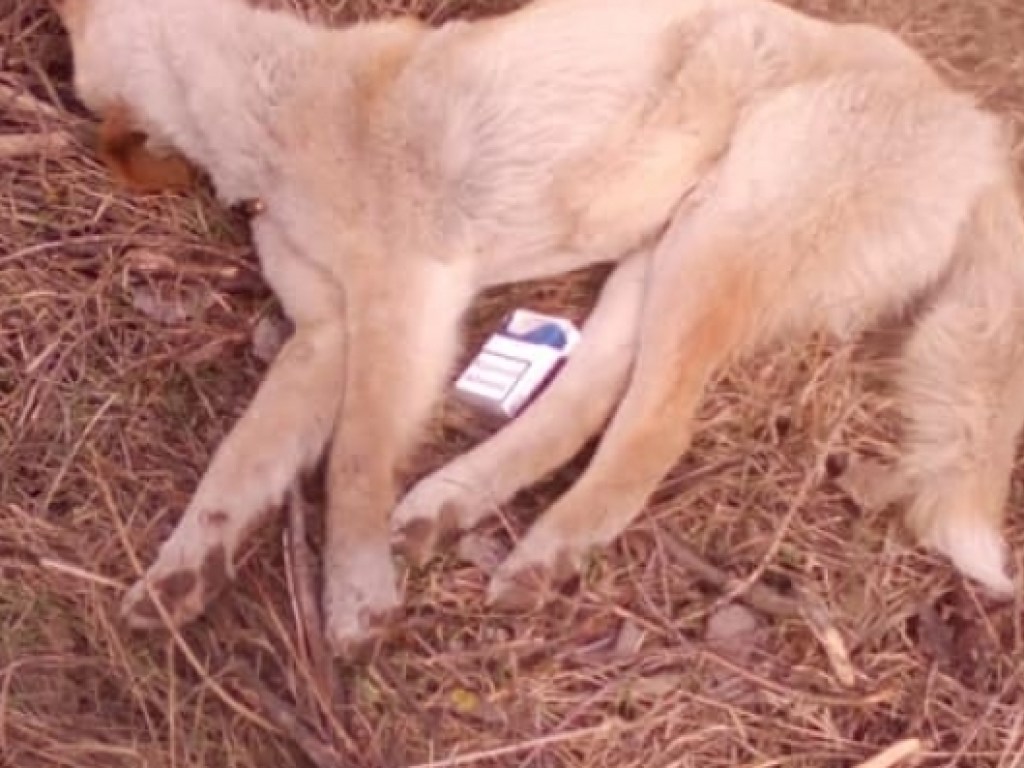 В Запорожье массово травили бездомных собак: на кладбище остались тушки животных (ФОТО)