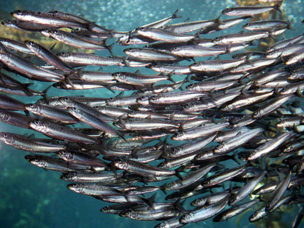 В Мировом океане катастрофически сокращаются популяции рыбы