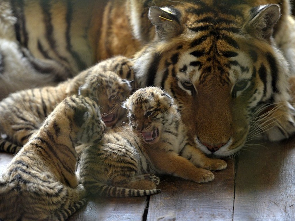 В китайском зоопарке появились на свет шестеро забавных тигрят (ВИДЕО)