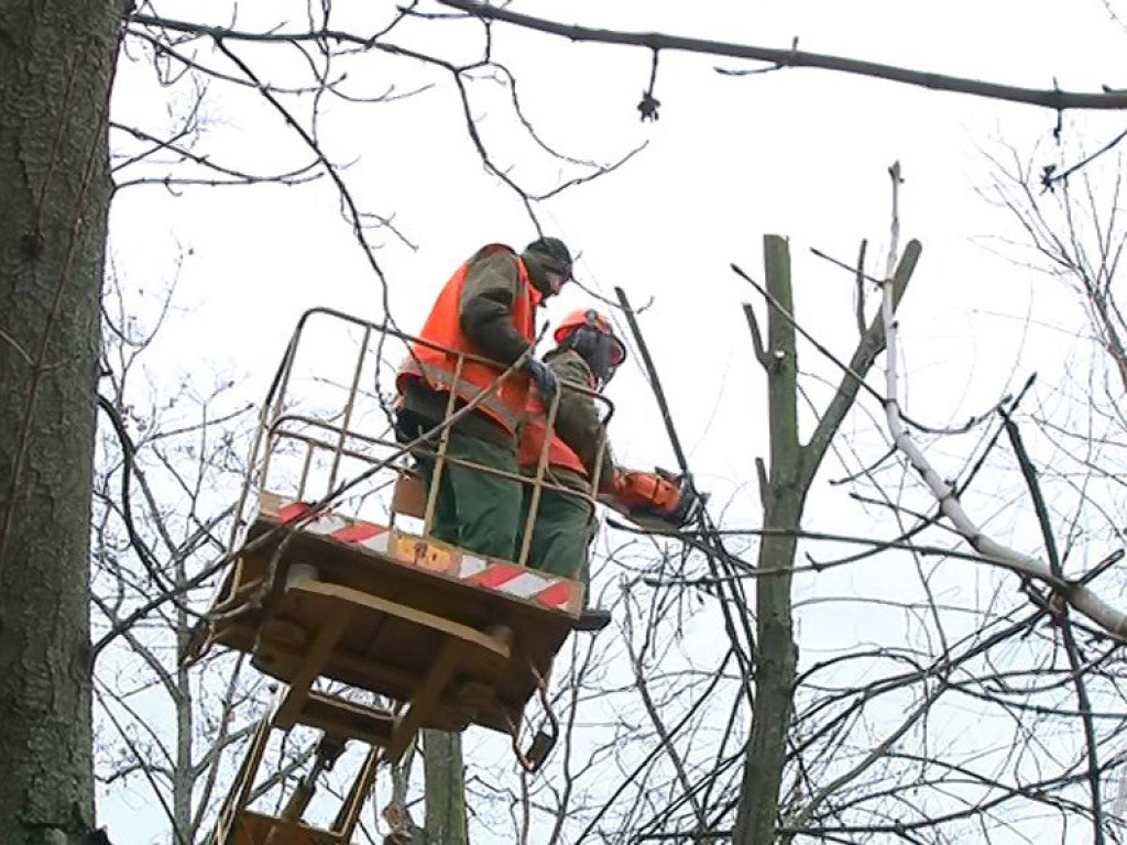 Коммунальщики пересчитают аварийные деревья в Киеве