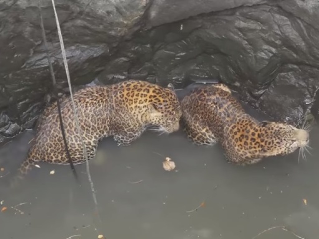 Из колодца в Индии вытащили двух леопардов (ФОТО, ВИДЕО)