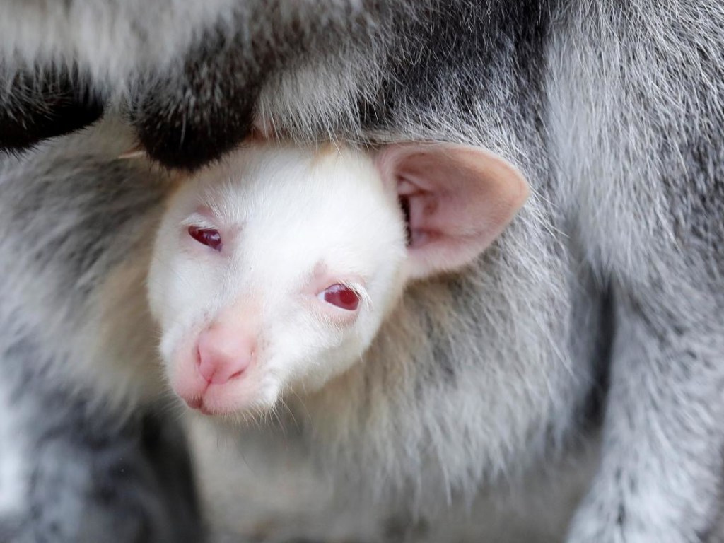 В чешском зверинце на свет появился кенгуру-альбинос (ФОТО)