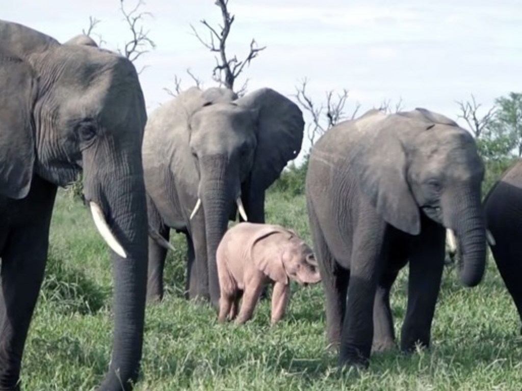 Розовый слоненок попал на видео в ЮАР (ВИДЕО)