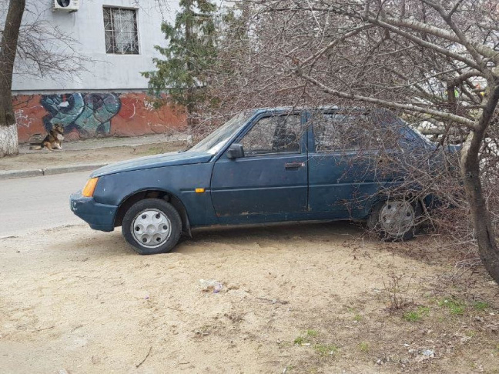 В Николаеве дерево рухнуло на автомобиль (ФОТО)