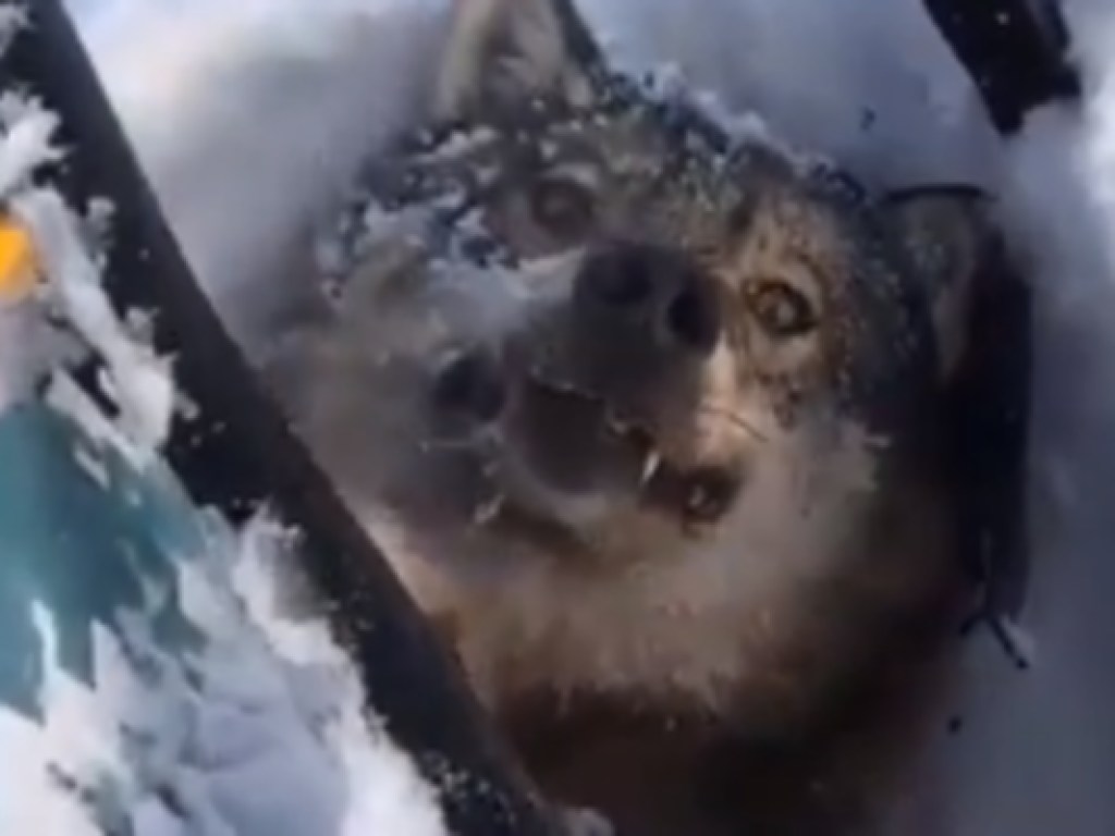 Отомстил за деревню: Россиянин переехал волка снегоходом и жестоко поиздевался над ним (ВИДЕО)