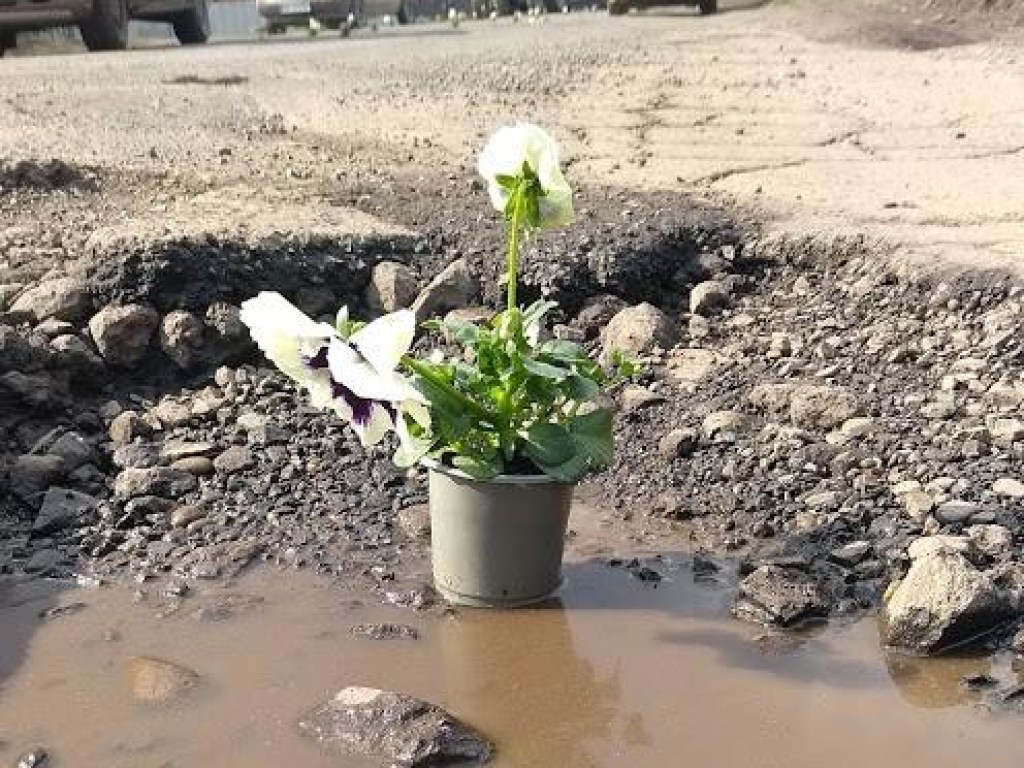 Жители Закарпатья к приезду Порошенко «посадили» цветы в дорожных ямах (ФОТО)