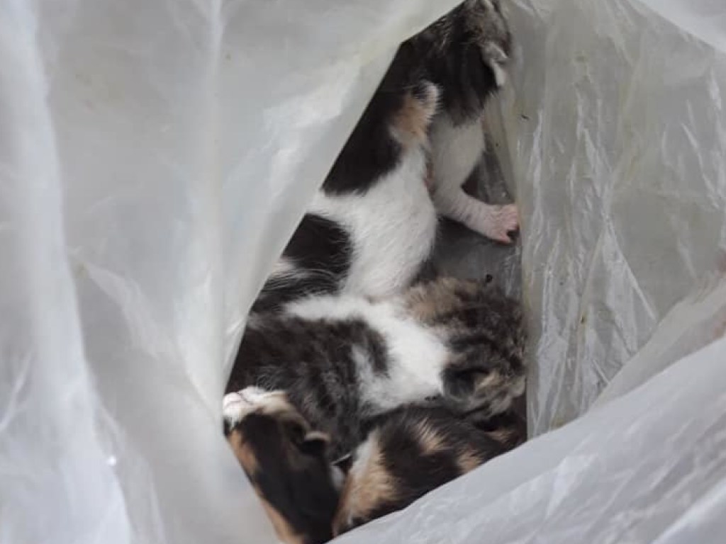 Пакет с новорожденными котятами нашли на улице в Днепре (ФОТО)