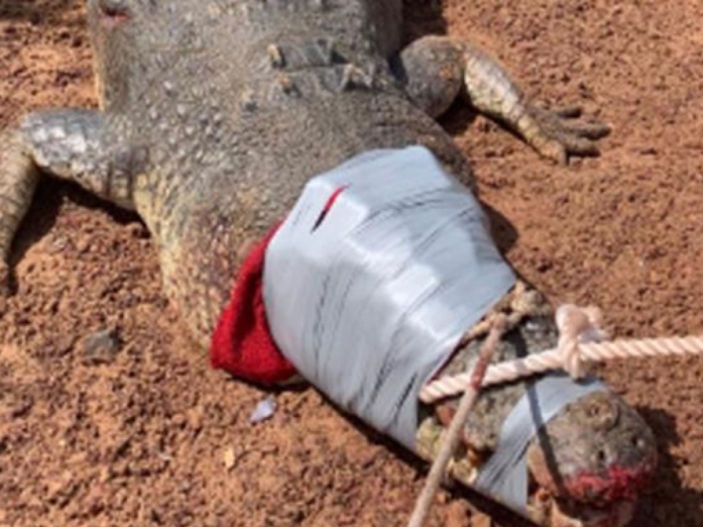 Австралийские копы «арестовали» 600-килограмовго крокодила (ВИДЕО)
