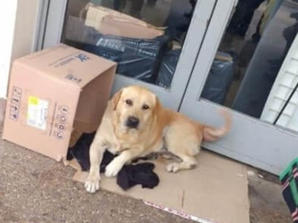 Собака поселилась у входа в больницу, ожидая умершего хозяина (ФОТО)