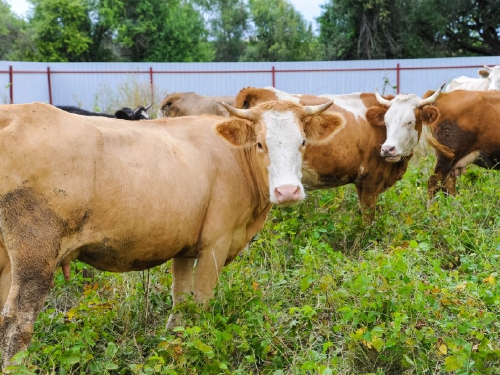 В Украине зафиксировали сокращение поголовья крупного рогатого скота