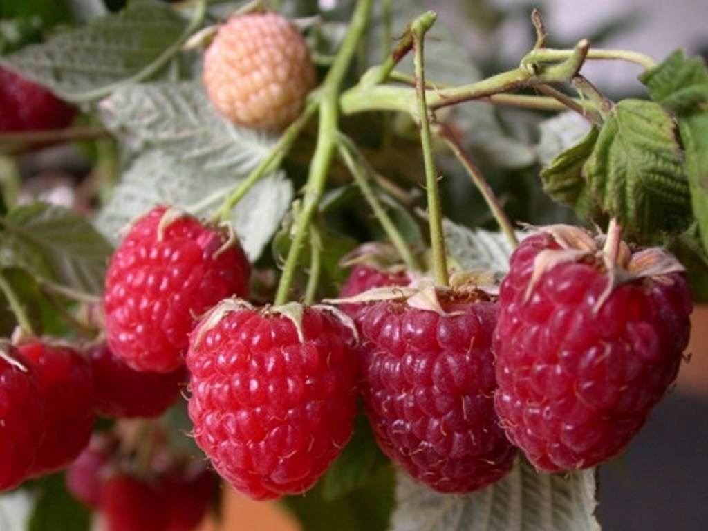 Дачные советы: весной успеваем до жары высадить сладкую ягоду малину 