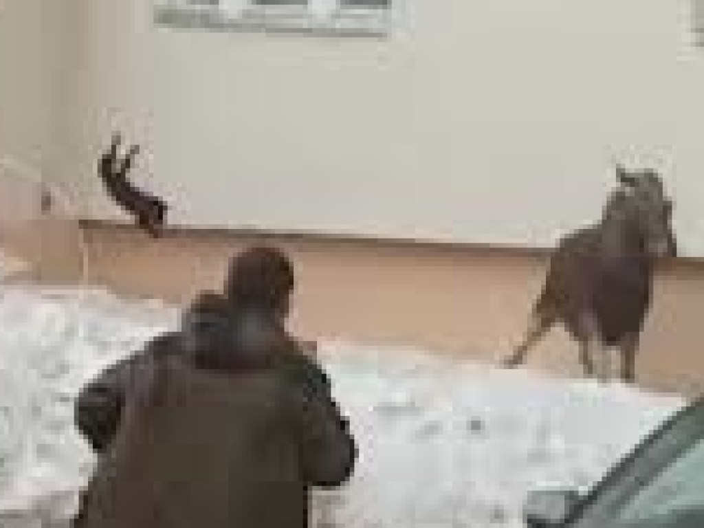 В России женщина швырнула кота в лося, который пришел к многоэтажке (ВИДЕО) 