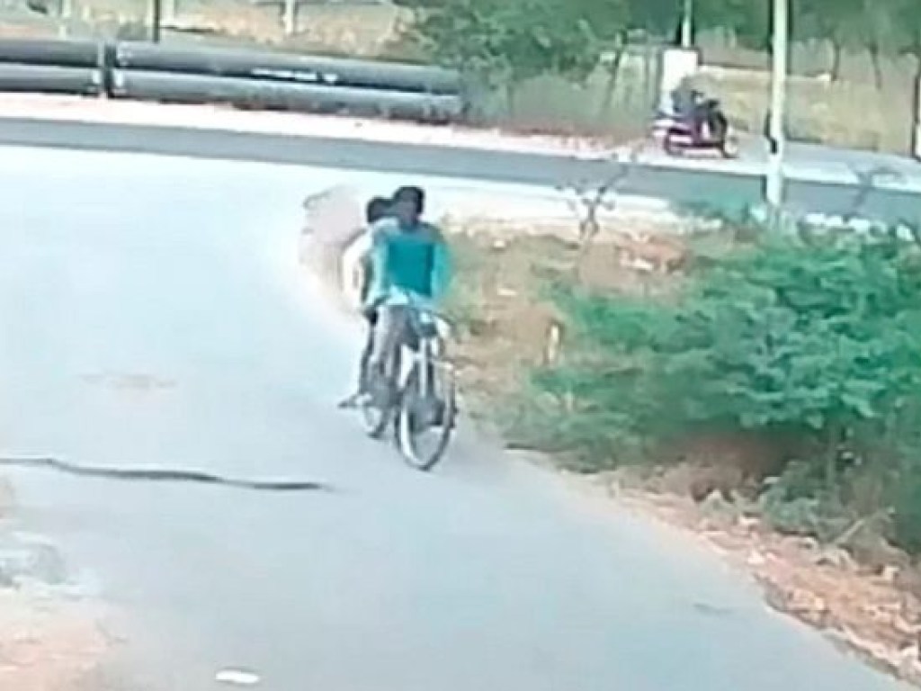 В Индии дикая кобра набросилась на велосипедиста (ВИДЕО)