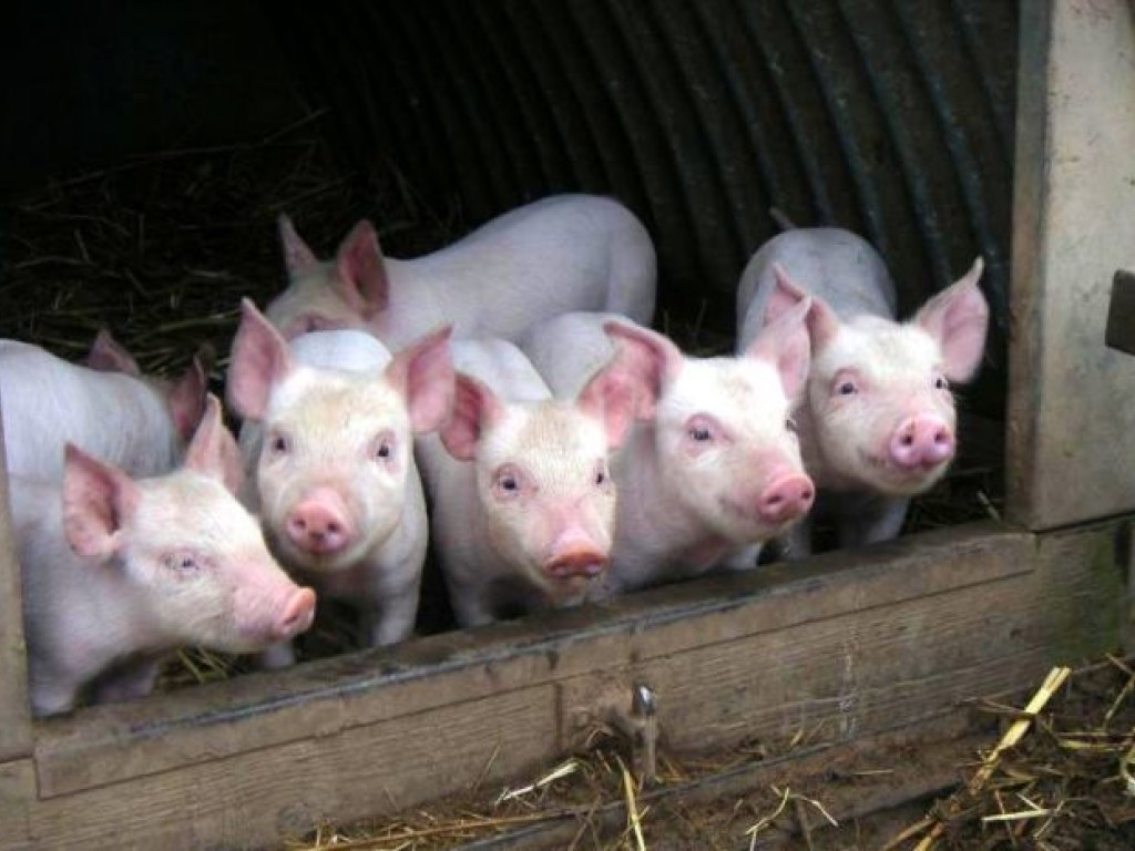 Мелкие приусадебные производители свинины уходят с украинского рынка – эксперт