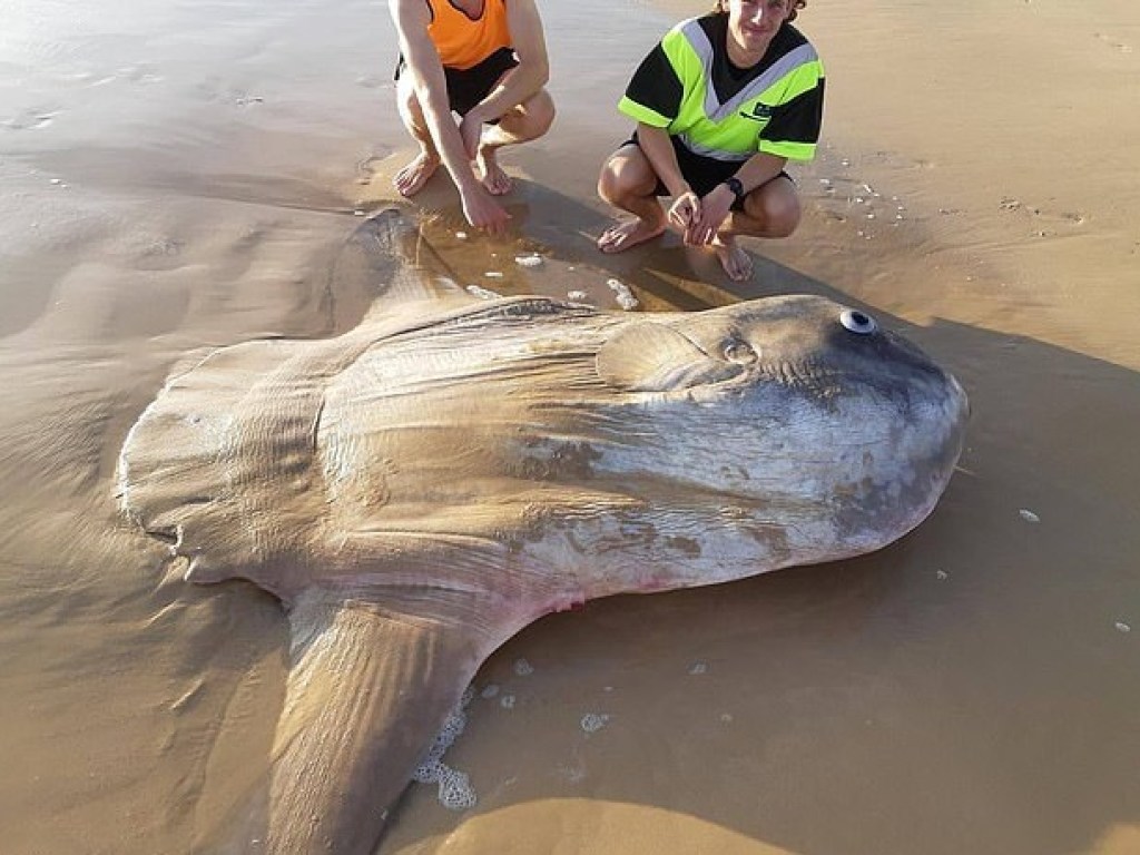 На побережье Австралии нашли огромную солнечную рыбу (ФОТО)