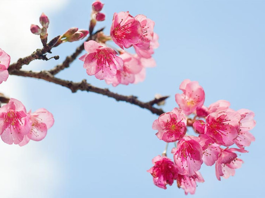 Первые бутоны: в Японии началось цветение сакуры (ФОТО)