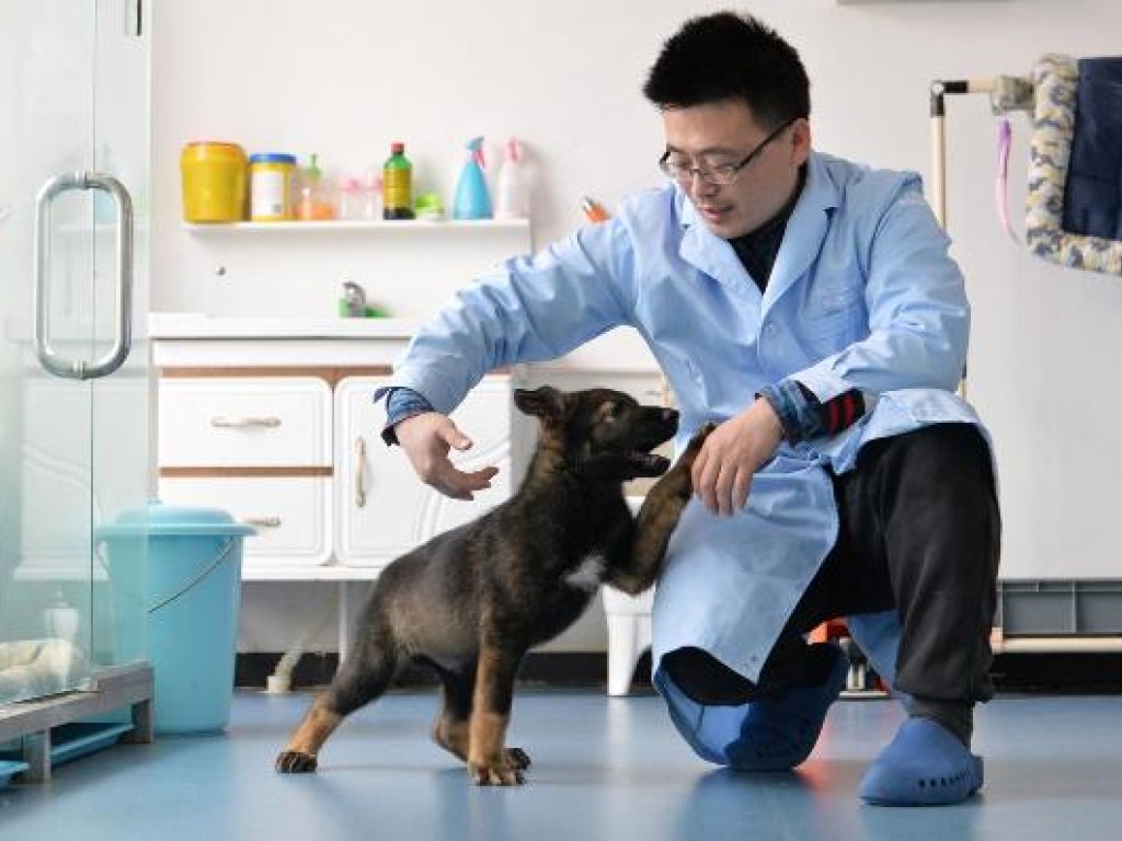 Впервые в Китае начали тренировать клонированную полицейскую собаку (ФОТО)