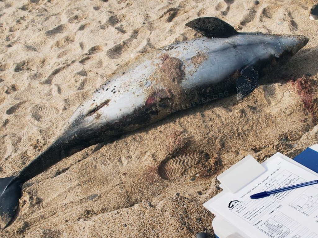 За два дня 16 мертвых животных: в Евпатории зафиксировали массовую гибель дельфинов (ФОТО)