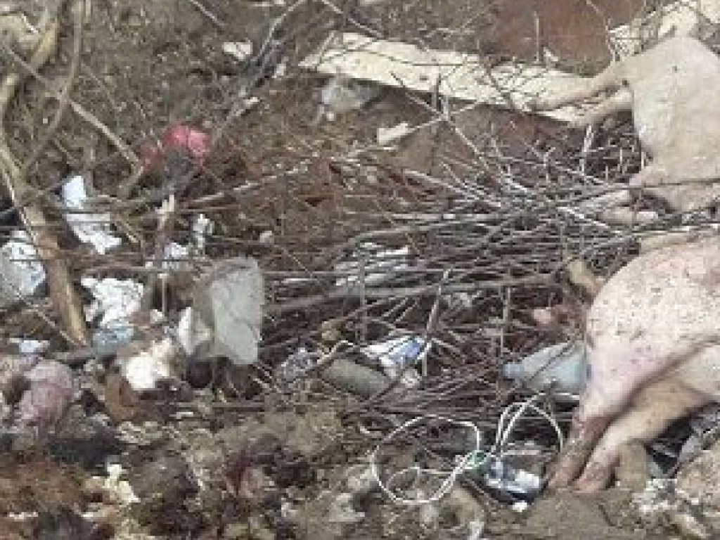 На Тернопольщине туши мертвых свиней гниют под открытым небом (ФОТО)