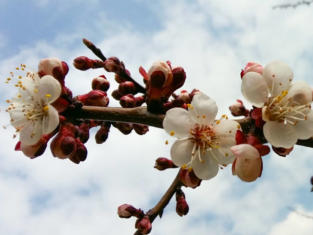 В Одесской области начало цвести первое абрикосовое дерево