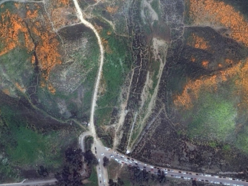 В Калифорнии впервые за 10 лет зацвели гигантские поля оранжевых маков: опубликованы фото из космоса