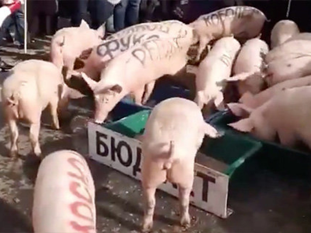 Съели «бюджет»: В Киеве на Подоле выпустили свиней с фамилиями политиков (ВИДЕО)