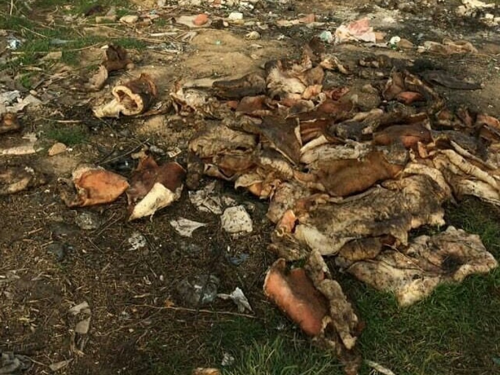 На окраине Мелитополя неизвестные устроили свалку из биологических отходов (ФОТО)