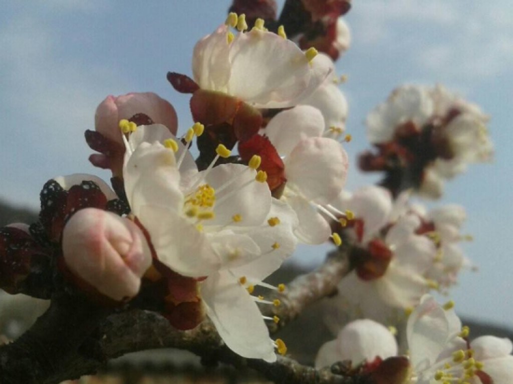 На Закарпатье увидели цветущий абрикос (ФОТО)