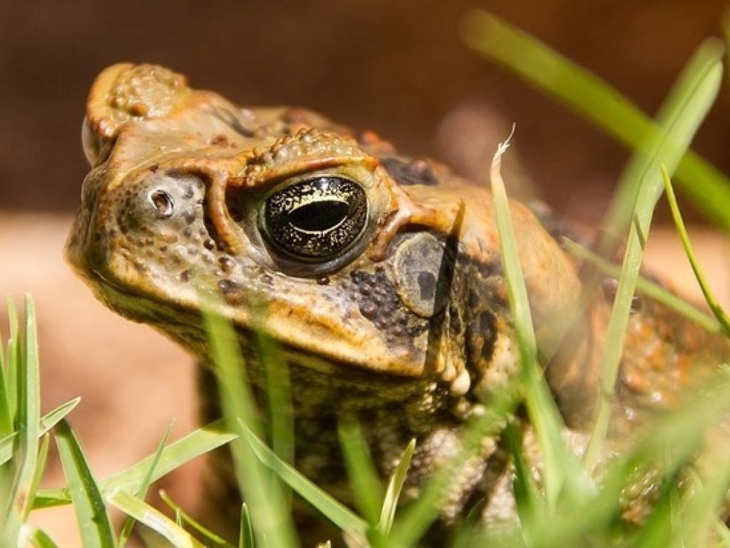 На юге США появились тысячи ядовитых жаб (ФОТО)