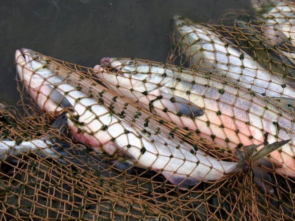 С 29 марта в Киевской области запретят ловить рыбу