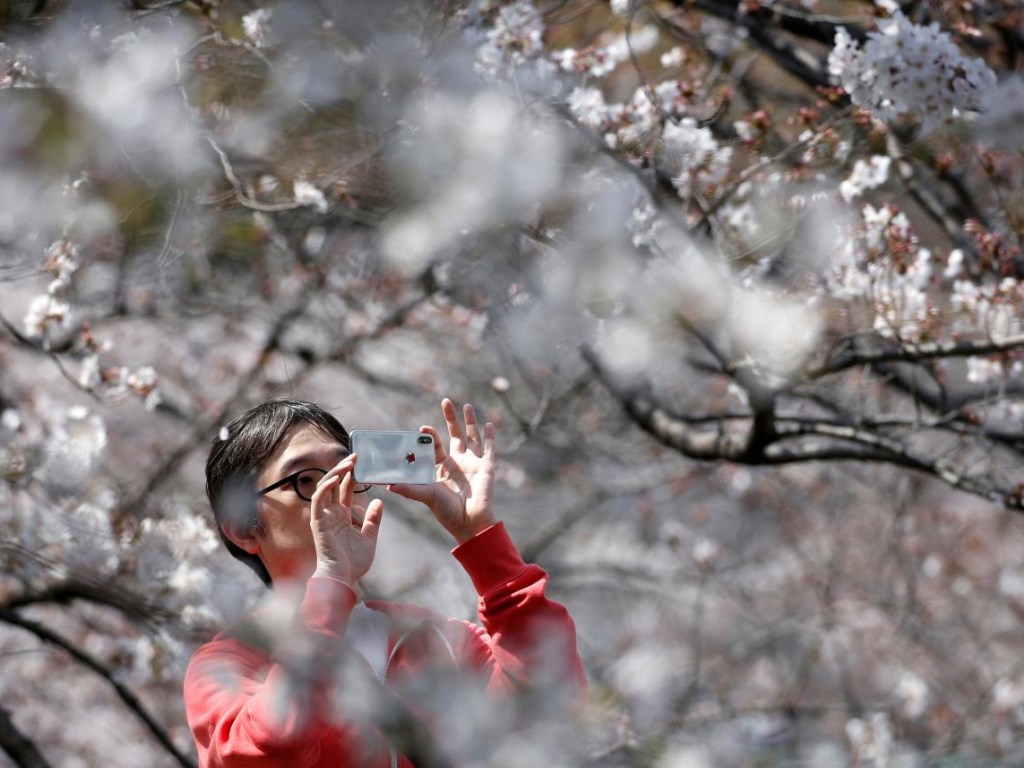 В Японии в полном разгаре сезон цветения сакуры (ФОТО)