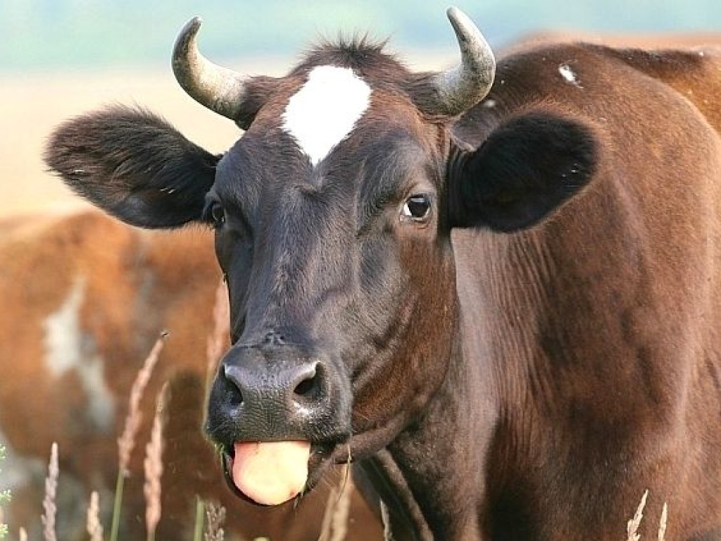 Кабмин выделил 700 миллионов на содержание коров