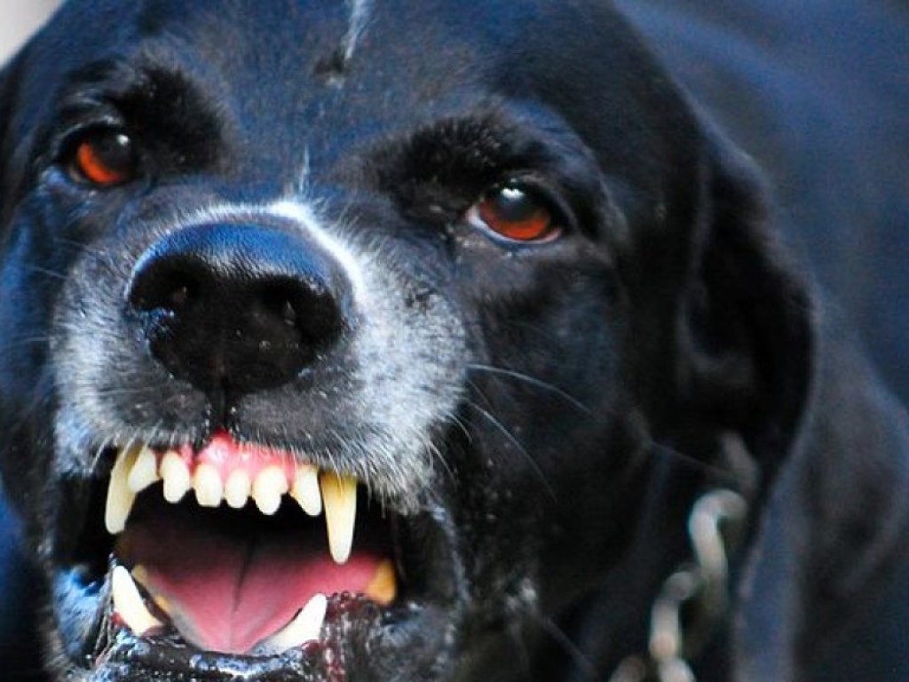 Бешеный пес покусал женщину на Николаевщине: животное погибло