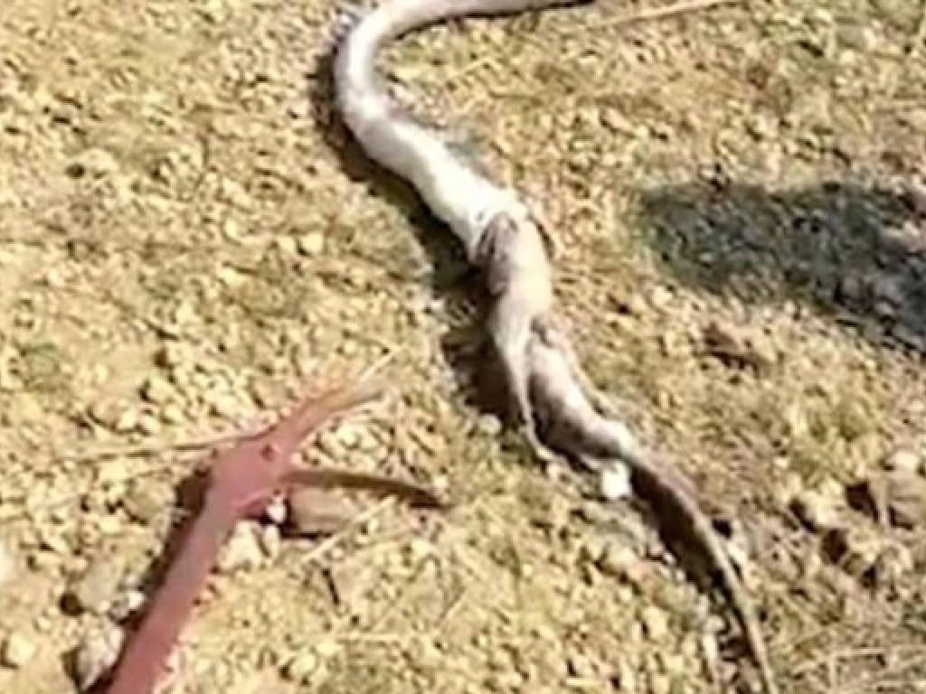 В Индии из-за стресса королевская кобра изрыгнула вараном (ФОТО)