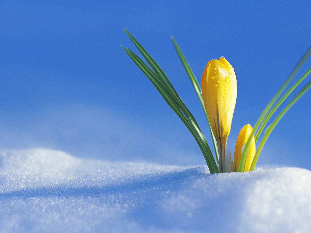 Погода на 29 марта: в большинстве регионов будет солнечно, в Карпатах &#8212; снег