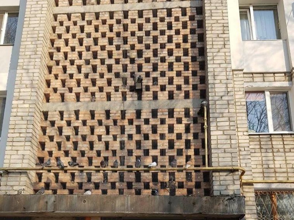 В Бердянске в многоэтажке замуровали голубей (ФОТО, ВИДЕО)