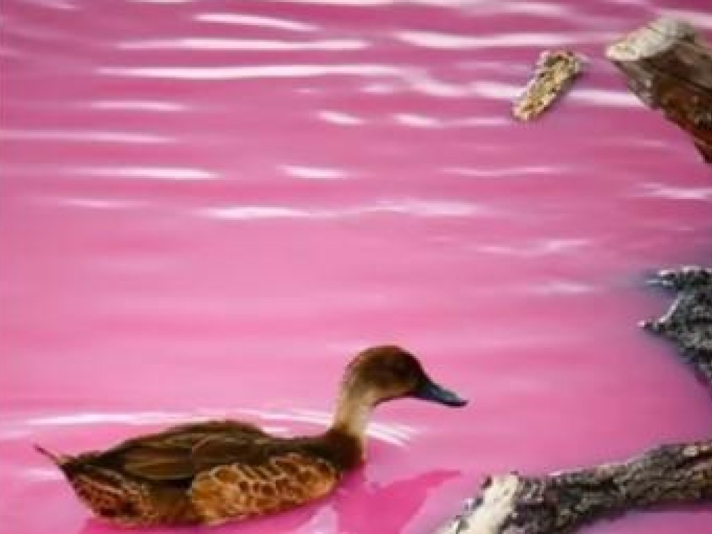 В Австралии обычное озеро превратилось в «розовый бассейн» (ФОТО, ВИДЕО) 