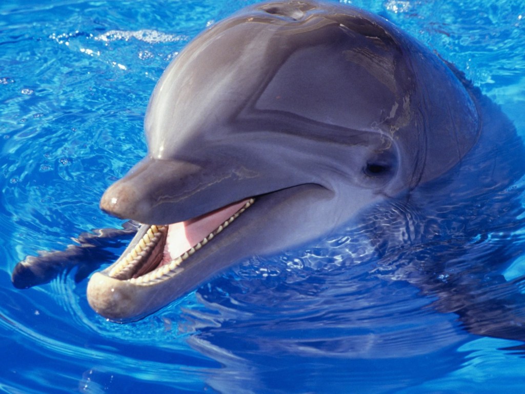 Во Франции с начала года зафиксировали рекордную смертность дельфинов