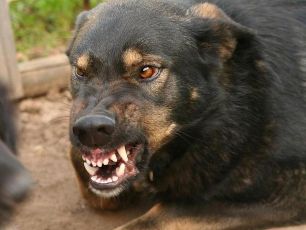 В Николаеве минимум 8 человек пострадали от укусов бешенной собаки