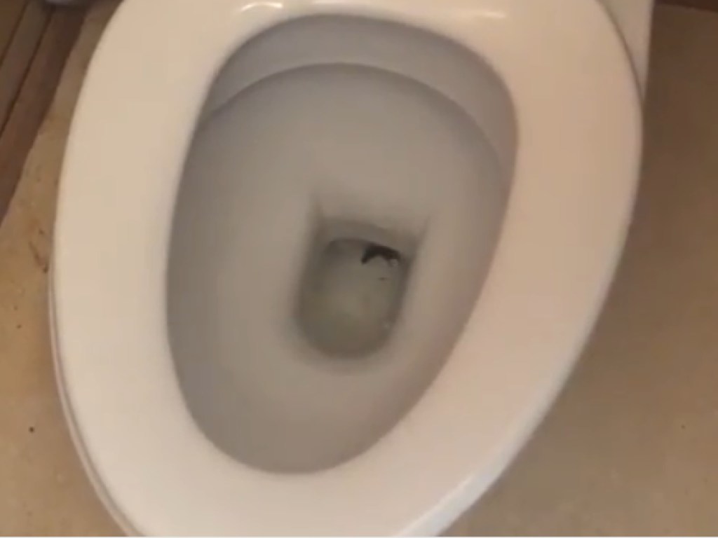 «Это чрезвычайное происшествие»: известный телеведущий обнаружил в туалете жабу (ВИДЕО)