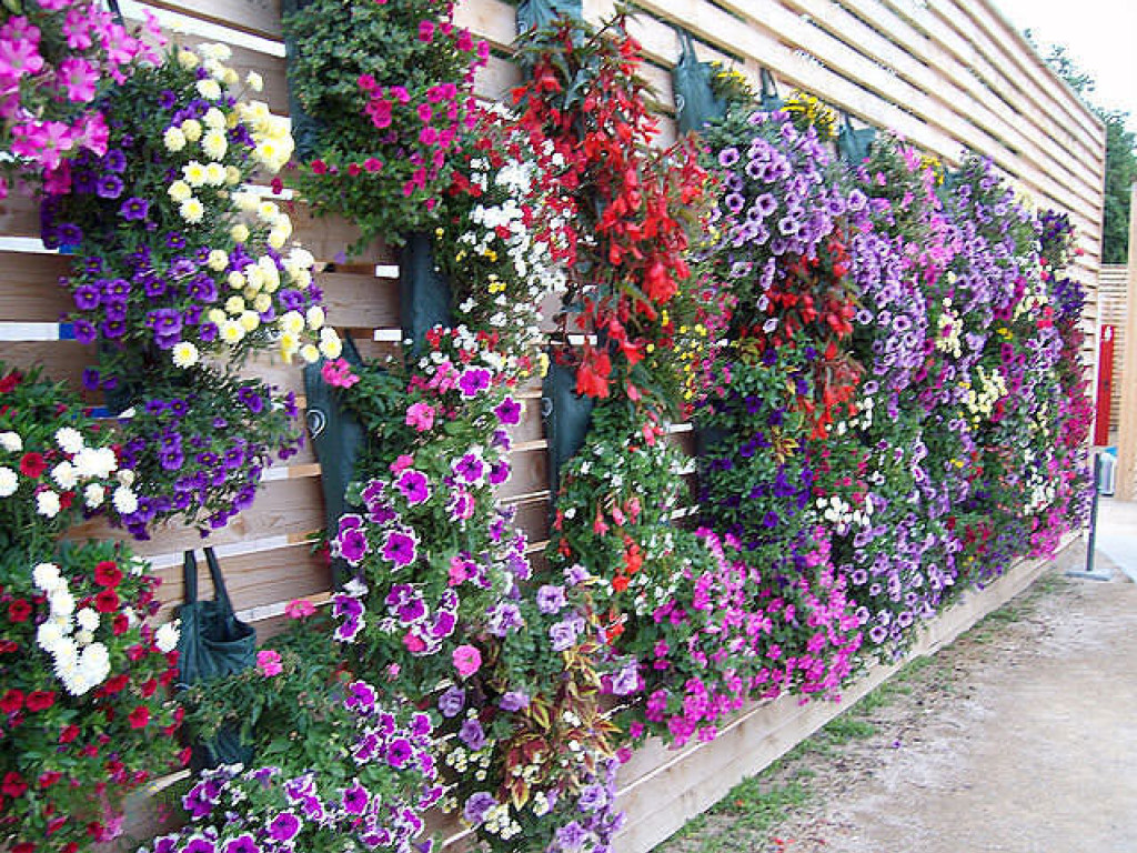 Дачные советы: цветочная стена станет предметом восхищения ваших соседей
