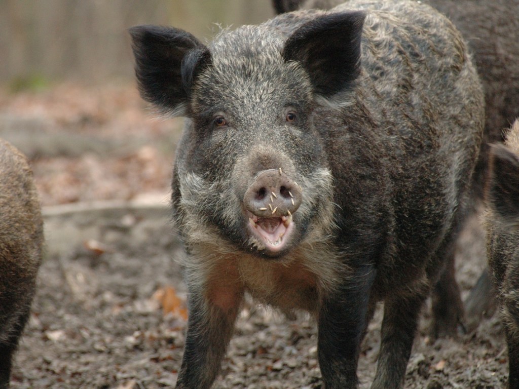 В США остановили водителя с огромной свиньей на коленях (ФОТО)