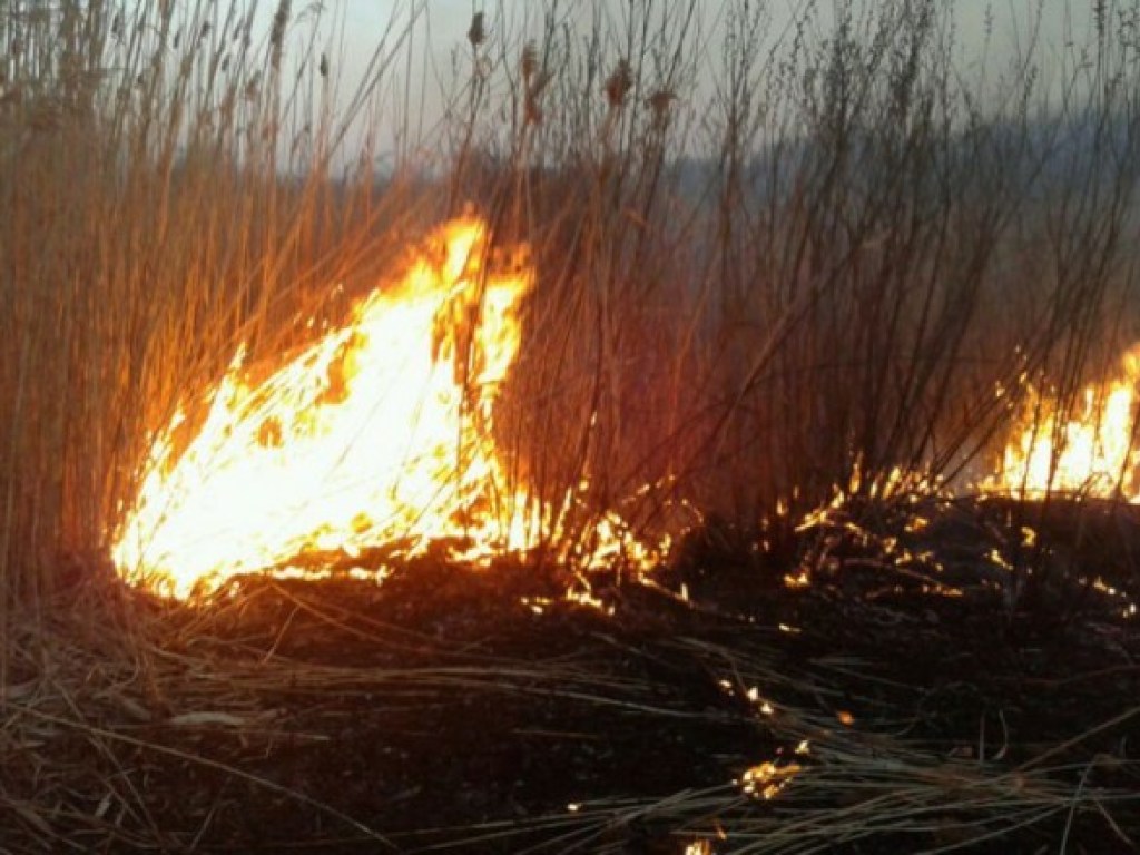 Под Киевом загорелся камыш и 15 гектаров травы