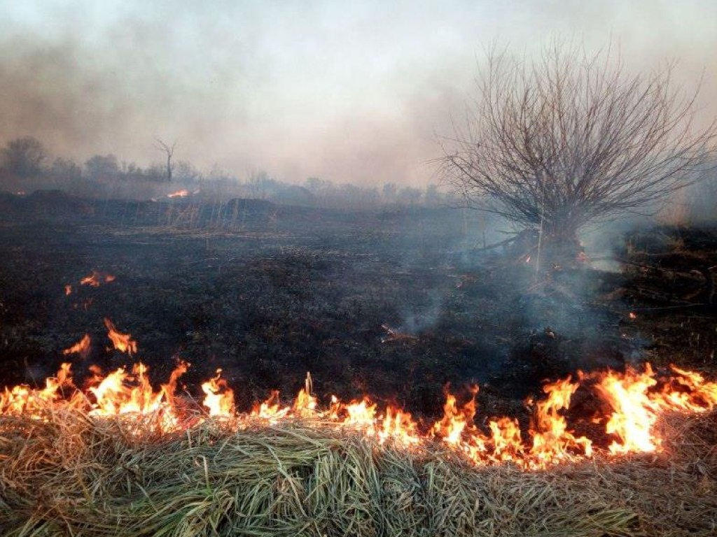 Пожар в экосистеме: на Осокорках в Киеве пылала трава, кустарники и деревья (ФОТО)